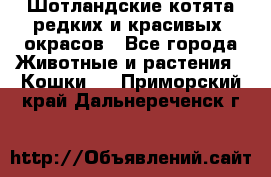 Шотландские котята редких и красивых  окрасов - Все города Животные и растения » Кошки   . Приморский край,Дальнереченск г.